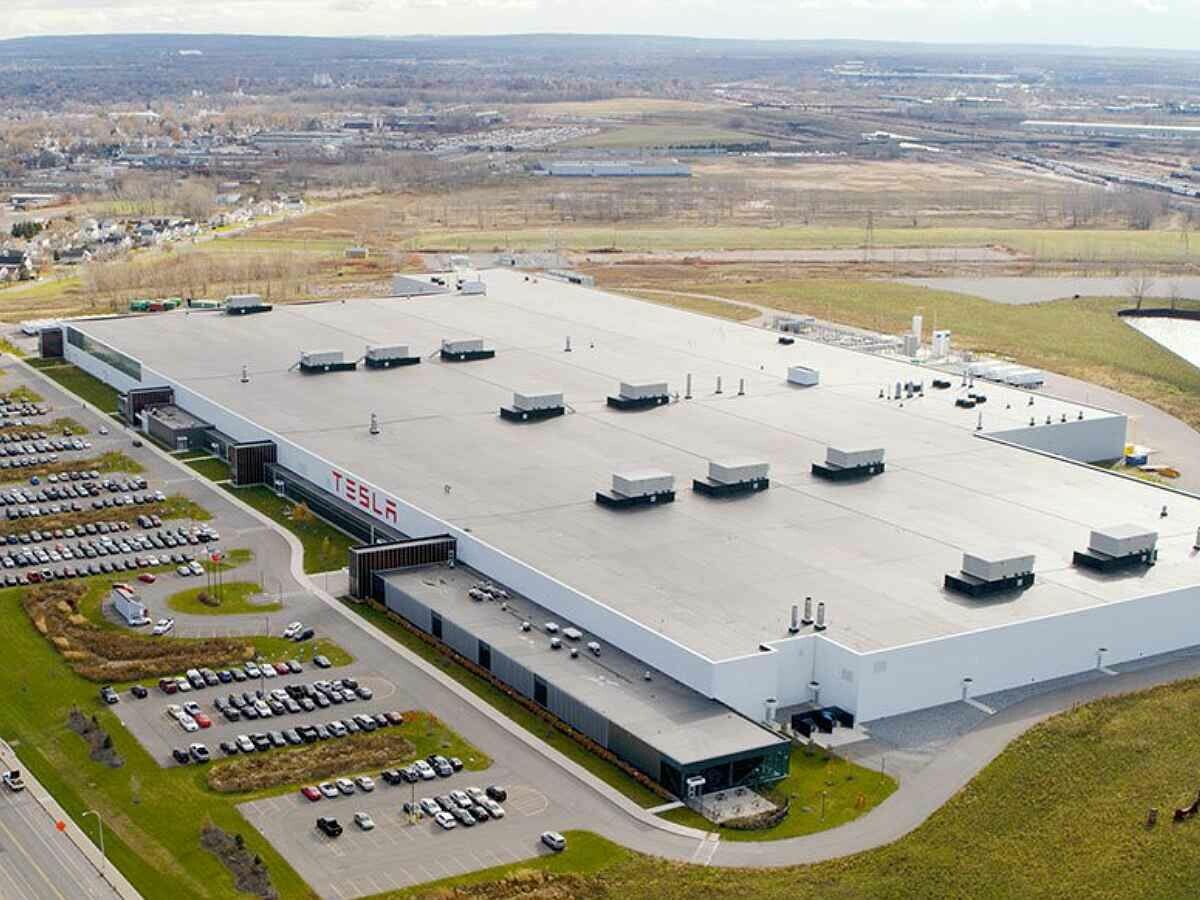 emilia plant Tassel Flower 'Irish Poet' seeds main image 1